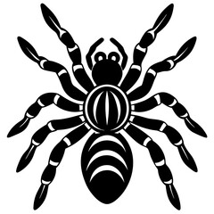 Mexican Red-Knee silhouette Tarantula on White Background with Stunning Details
