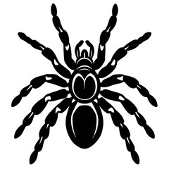 Mexican Red-Knee silhouette Tarantula on White Background with Stunning Details