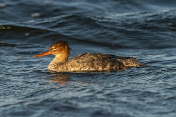 Common Merganser in Rippling Waters