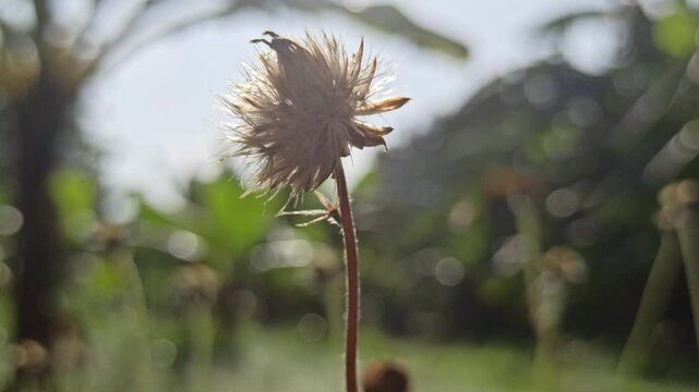 dandelion flower