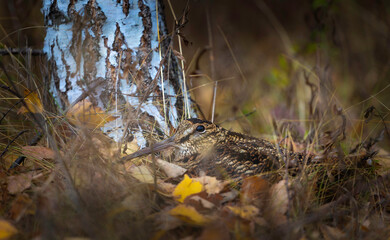 The woodcock hid