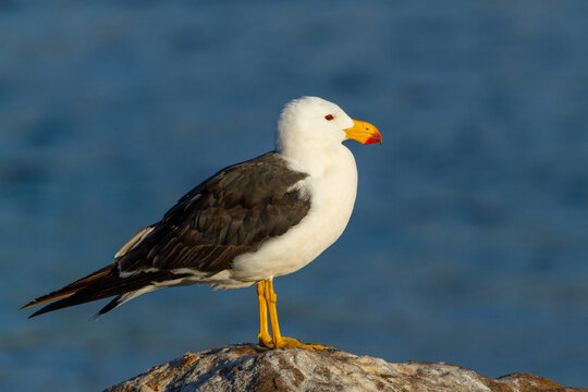 Adult Pacific Gull perched atop guano covered boulder next to ocean