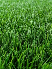 Obraz premium Lush green grass field close-up nature photo outdoor ground level serenity and growth