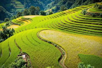 Aerial terraced rice fields hillside water foliage