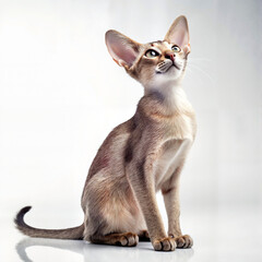 Abyssinian cat looking upward on white