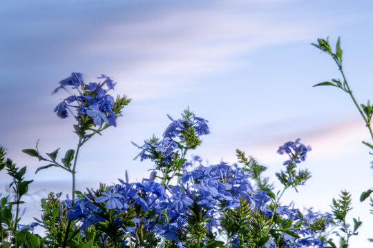 Light blue plumbago flowers viewed from below oblique.