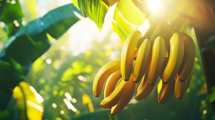 A bunch of bananas hanging from a tree, with sunlight filtering through the tropical leaves in the background.