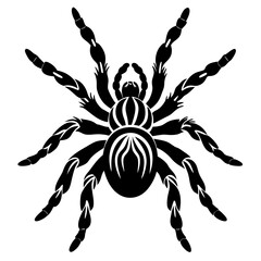 Detailed Toe Tarantula on White Background for Art and Creative Projects