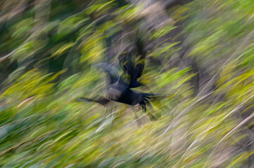 Nature of bird