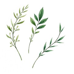 Fototapeta premium Watercolor botanical illustration featuring hand-painted green leaves and branches. The artwork showcases various leaf shapes and textures with vibrant shades of green on a clean white background.