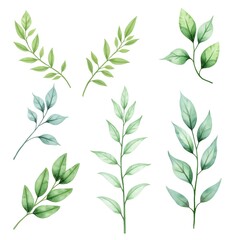 Fototapeta premium Watercolor botanical illustration featuring hand-painted green leaves and branches. The artwork showcases various leaf shapes and textures with vibrant shades of green on a clean white background.