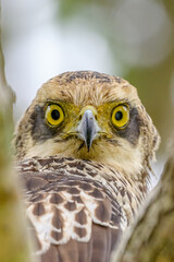 Eagle eye 