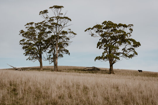 Fototapeta 3 gum trees on a dry grassy hill with an Angus cow