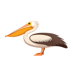 Majestic Pelican Bird Illustration Aquatic, Wingspan, Beak, Feathers