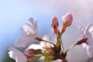 Obraz premium Focusing on the stamens of cherry blossoms shining in the backlight, close-up, spring, Tokyo, Japan / 逆光に輝く桜の雄しべにピントを合わせる クローズアップ 春 東京 日本 