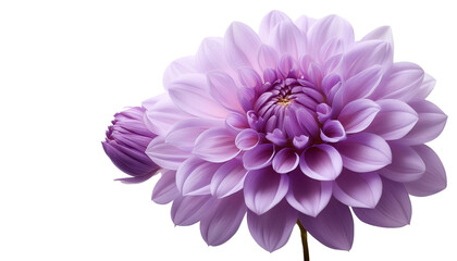 Obraz premium purple flower, Generated image