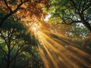 Majestic tree canopy illuminated by golden sunlight from below