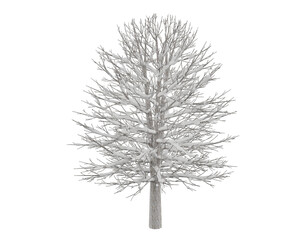 Obraz premium oak tree with snow isolated on white