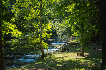 rivière dans la forêt en été