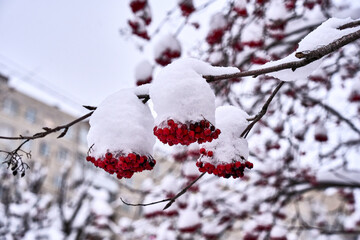A branch covered in snow and red berries