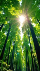Obraz premium Sunlight pierces sky through vivid green foliage of tall trees in forest, creating a peaceful and serene nature scene.