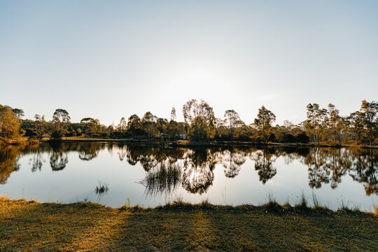 Row of trees reflected in small lake in golden afternoon sunlight