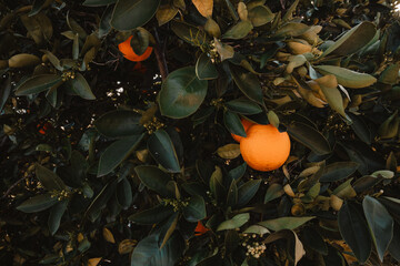 Ripe oranges amidst lush leaves on a vibrant tree in a thriving orchard.