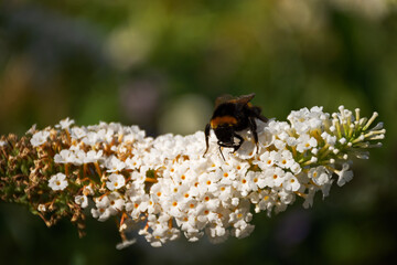 Bumblebee on the white flowers of David's Buddleia. Summer natural atmospheric background. The striped insect collects nectar from the flowers of Buddleja albiflora. Selective focus,blurred background