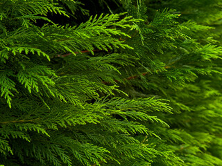 Dense green foliage of a cypress tree with vibrant leafy texture