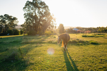 Horse grazing in sunlit meadow, surrounded by trees under clear sky