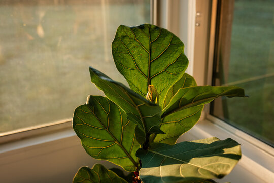 Sunlit fiddle leaf fig by window with lush green leaves in a tranquil indoor setting
