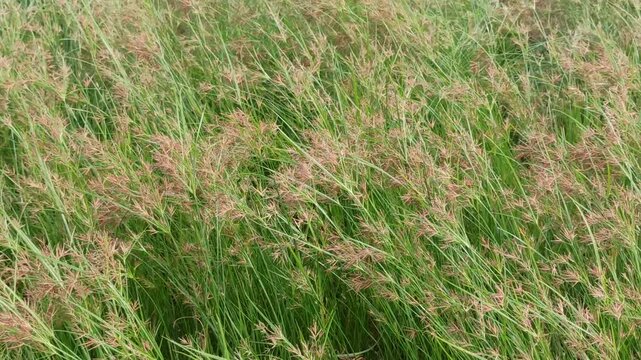 Cyperus longus in the garden