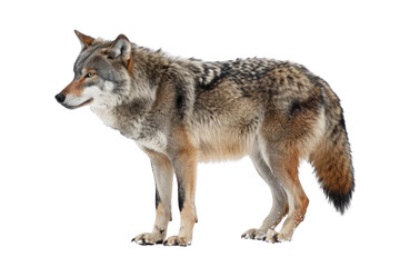 Fototapeta premium Wolf Stands Alert with Winter Fur, Wildlife Predator Theme