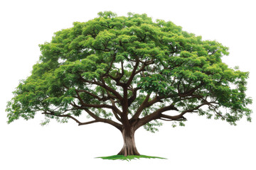 Obraz premium Lush Green Tree Stands Tall with Majestic Branches, Greenery Nature Serenity.