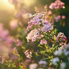Small pink spiraea meadow flowers