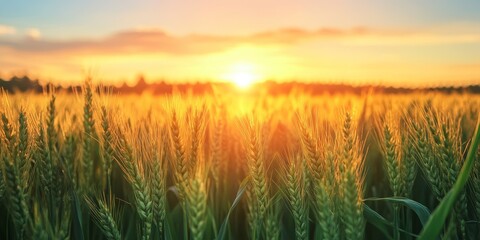 Fototapeta premium Wheat grass field illuminated by the warm glow of sunset creates a serene atmosphere, showcasing the beauty of wheat grass under the gentle rays of the setting sun.
