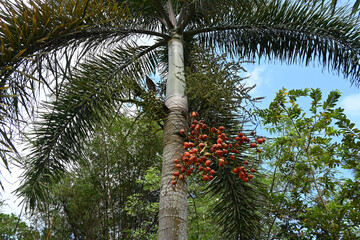 A large foxtail palm tree that was grown for ornamental reasons