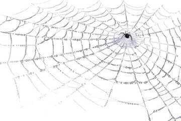Spider Creates Intricate Web Covered in Dewdrops, Nature's Architecture.