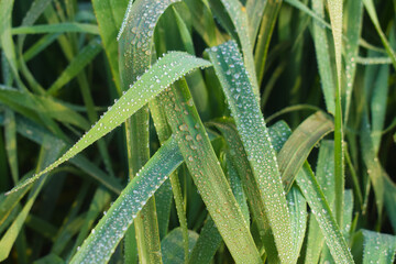 rain drops on a green wheat leaves, Dewdrops on green perennial rye grass field on leaf in the morning, When Raindrops are in a relationship with leaf's