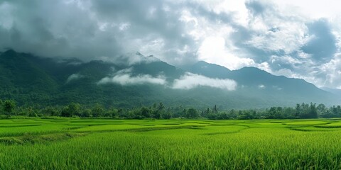 Obraz premium Lush green terrace rice fields showcase stunning layers, with mountains shrouded in fog and clouds, creating an enchanting atmosphere for any green terrace rice field enthusiast.