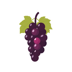 A bunch of fresh grapes vector illustration isolated on a white background.