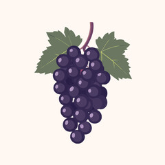 A bunch of fresh grapes vector illustration isolated on a white background.
