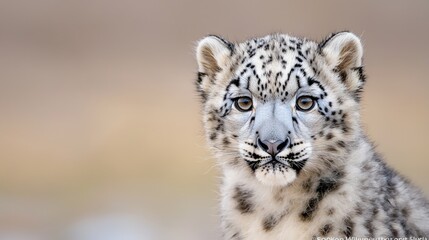 Close-up portrait of a young snow leopard cub.