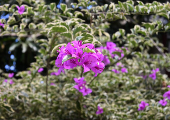 Purple flowers blooming on a bougainvillea twig in a garden view