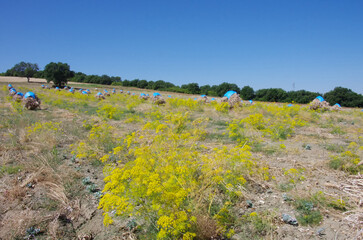 Experimental field with fennel cultivation to obtain seeds and dry them for sale and to obtain new...