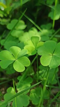 Four-leaf clover in the garden
