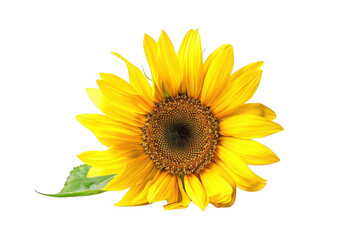 Obraz premium Sunflower Blooms Brightly on Black Background: Summer Joy