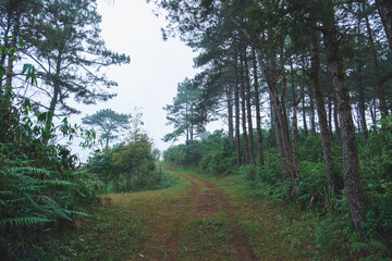 Obraz premium A dirt road in the forest