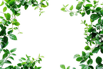 Green Leaves Frame a Dark Background, Nature's Border.