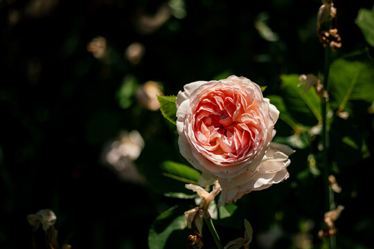 Close-up of pink garden rose in bloom, surrounded by green leaves under soft sunlight
